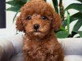 SAFKAN TOY POODLE BEBEKLERİM