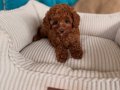 RED BROWN TOY POODLE BEBEKLER