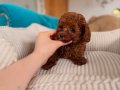 RED BROWN TOY POODLE BEBEKLER