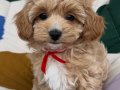 KOKOŞ MALTİPOO YAVRULARIMIZ