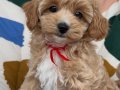 KOKOŞ MALTİPOO YAVRULARIMIZ