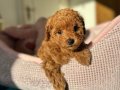 TOY POODLE YAVRULARIMIZ YENİ YUVASINI BEKLİYOR