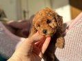 TOY POODLE YAVRULARIMIZ YENİ YUVASINI BEKLİYOR