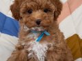 POODLE KALİTESİNDE MALTİPOO YAVRUMUZ