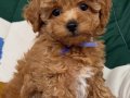 POODLE KALİTESİNDE MALTİPOO YAVRUMUZ