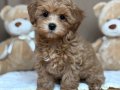 PORTAKAL RENGİ MALTİPOO YAVRULAR