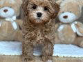 PORTAKAL RENGİ MALTİPOO YAVRULAR