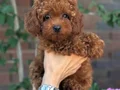 TOY POODLE BEBEKLER