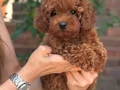 TOY POODLE BEBEKLER