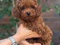 TOY POODLE BEBEKLER