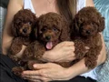 SAFKAN BİBLO TOY POODLE YAVRULAR