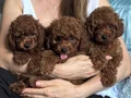 SAFKAN BİBLO TOY POODLE YAVRULAR