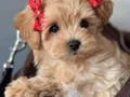 BEBEKSİ MALTİPOO YAVRULAR