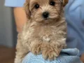 KORE YÜZ HATLI MALTİPOO YAVRULAR