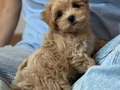 KORE YÜZ HATLI MALTİPOO YAVRULAR