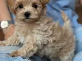 KORE YÜZ HATLI MALTİPOO YAVRULAR