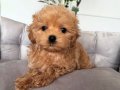 SAFKAN MALTİPOO YAVRULARIM
