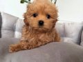 SAFKAN MALTİPOO YAVRULARIM