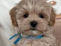 KORE SURATLI MALTİPOO BEBEKLERİMİZ