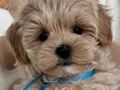 KORE SURATLI MALTİPOO BEBEKLERİMİZ