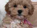 KORE SURATLI MALTİPOO BEBEKLERİMİZ