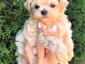 KORE MALTİPOO YAVRULARIMIZ