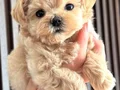 KORE MALTİPOO YAVRULARIMIZ