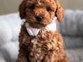 SAFKAN GÜZELLER GÜZELİ TOY POODLE YAVRULAR