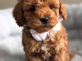 SAFKAN GÜZELLER GÜZELİ TOY POODLE YAVRULAR
