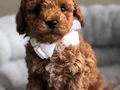 SAFKAN GÜZELLER GÜZELİ TOY POODLE YAVRULAR