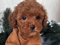 TOY POODLE YAVRULAR