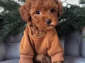 TOY POODLE YAVRULAR