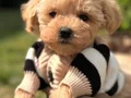 ARADIĞINIZ MALTİPOO YAVRULARIMIZ