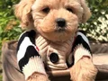ARADIĞINIZ MALTİPOO YAVRULARIMIZ