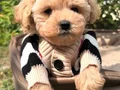 ARADIĞINIZ MALTİPOO YAVRULARIMIZ