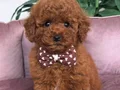 KORE POODLE YAVRULAR