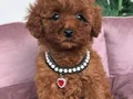 KORE POODLE YAVRULAR