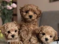 ORJİNAL KORE MALTİPOO YAVRULAR