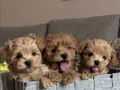 ORJİNAL KORE MALTİPOO YAVRULAR