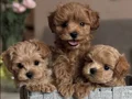 ORJİNAL KORE MALTİPOO YAVRULAR
