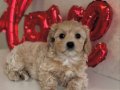 SEVİMLİ MALTİPOO YAVRULARIMIZ