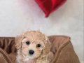 SEVİMLİ MALTİPOO YAVRULARIMIZ