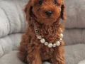 SEVİMLİ TOY POODLE YAVRULARIMIZ