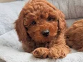 SEVİMLİ TOY POODLE YAVRULARIMIZ