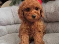 SEVİMLİ TOY POODLE YAVRULARIMIZ