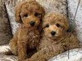 APRİCOT TOY POODLE YAVRULAR