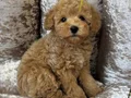 APRİCOT TOY POODLE YAVRULAR