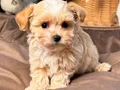 IRK GARANTİLİ MALTİPOO YAVRULAR