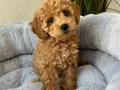 KIVIR KIVIR HARİKA TOY POODLE YAVRULAR
