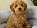 KIVIR KIVIR HARİKA TOY POODLE YAVRULAR